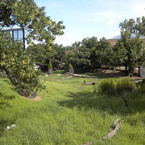 North American Living Museum - White-Tailed Deer and Turkey