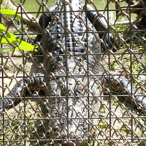 North American Living Museum - Alligator