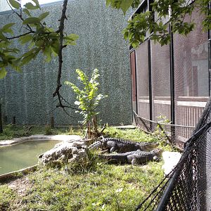 North American Living Museum - Alligator