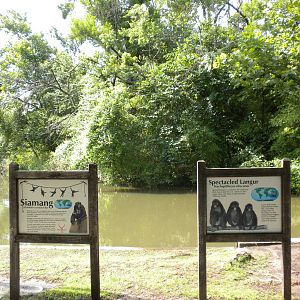Siamang Island