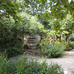 Tropical American Rainforest