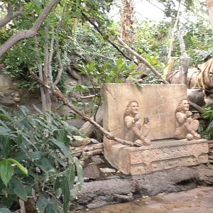 Tropical American Rainforest