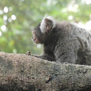 Tropical American Rainforest - White Tufted Marmoset