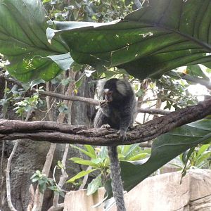 Tropical American Rainforest - White Tufted Marmoset