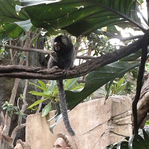 Tropical American Rainforest - White-Tufted Marmoset