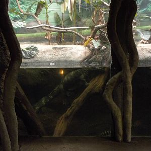 Tropical American Rainforest - Smooth Fronted Caiman