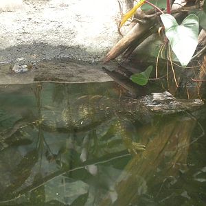 Tropical American Rainforest - Smooth Fronted Caiman