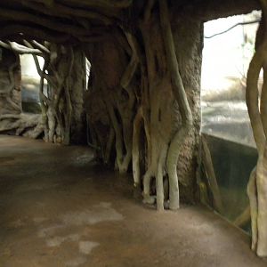 Tropical American Rainforest