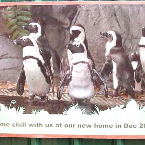 Living Coast exhibit (Opening Dec 2010)