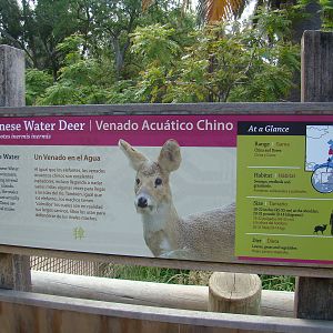 Chinese Water Deer sign