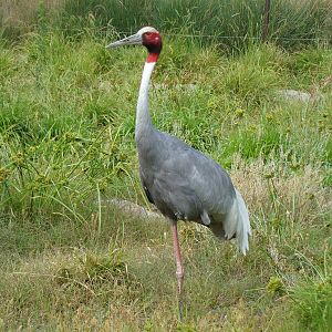 Sarus Crane