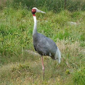 Sarus Crane