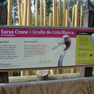 Sarus Crane sign