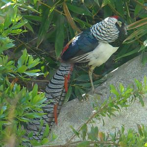 Lady Amherst Pheasant