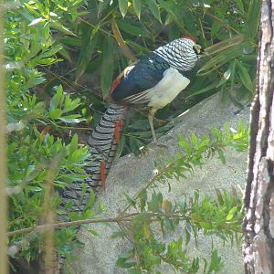 Lady Amherst Pheasant