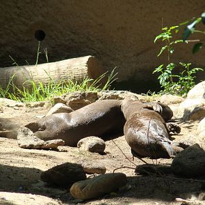 Giant Otters