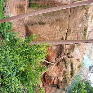 part of the snowleopard exhibit