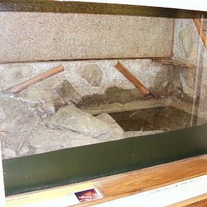 big headed turtle exhibit