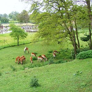 Kobus leche kafuensis