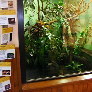 indonesian Herp flat share