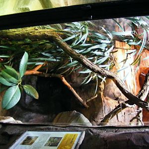 Varanus komodoensis Akva Tera