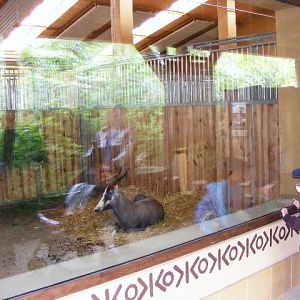 Damaliscus pygargus phillipsi