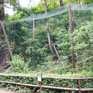 Panthera pardus japonensis exhibit