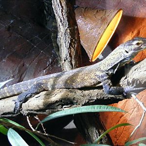 Varanus komodoensis Akva Tera