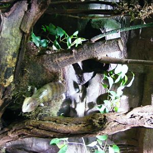 Tanimbar Bluetongie-Skink climbing akva tera