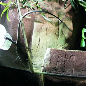 Varanus kordensis Akva tera