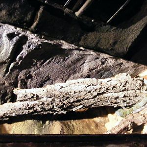 Orthriophis moellendorffi Akva tera