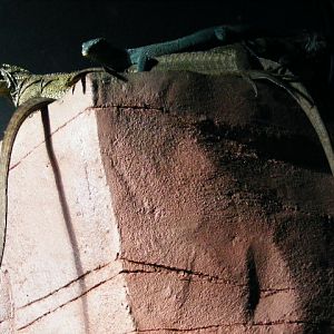 V.kordensis and H.weberi