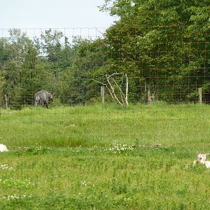 Scimitar Horned Oryx - Youngsters