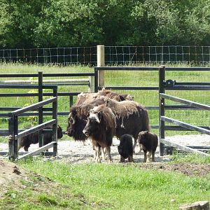 Muskox - 3 Females + 3 Youngsters