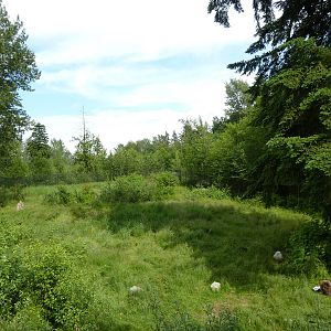1.5 Acre Grizzly Bear Exhibit - See The Bear?