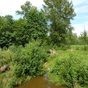 1.5 Acre Grizzly Bear Exhibit - See The Bear?
