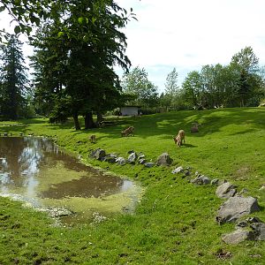 2 Acre Aoudad/Ankole Cattle Enclosure