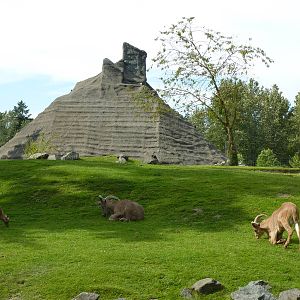 2 Acre Aoudad/Ankole Cattle Enclosure