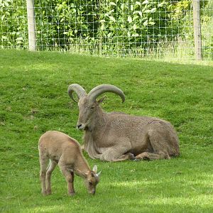 Aoudad - Father + Offspring