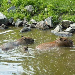 Capybara Family