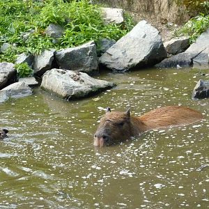 Capybara Family