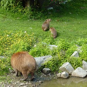 Capybara Family