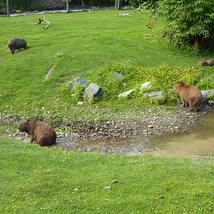Capybara Family