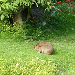 Capybara Youngsters