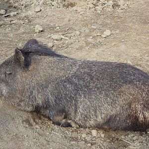 Peccary