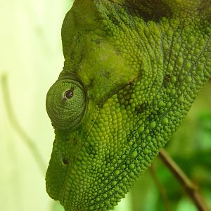 Mellers Chameleon