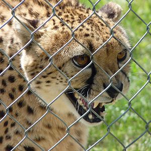Turkus the Cheetah Waits for his Enrichment Toy