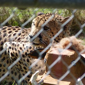 Turkus and his 'Prey'