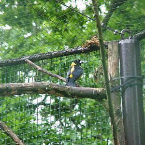 Collared Grosbeak at Ostrava, 29/05/10