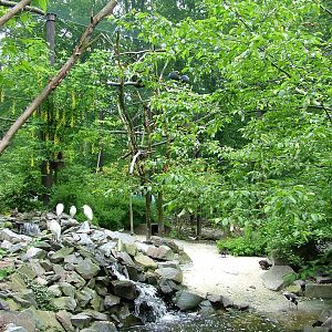 Himalayan aviaries at Ostrava, 29/05/10